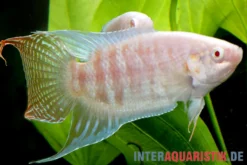 Paradiesfisch albino, Macropodus opercularis