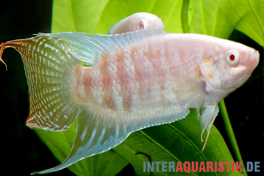 Paradiesfisch albino, Macropodus opercularis