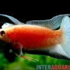 Paradiesfisch "Fire & Ice", Macropodus opercularis "Fire & Ice"