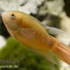 Paradiesfisch gold, Macropodus opercularis