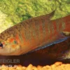 Paradiesfisch rot, Macropodus opercularis "Super rot"