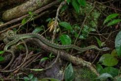 Paradies-Schmuckbaumnatter, Chrysopelea paradisi