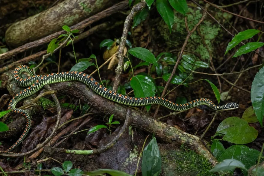 Paradies-Schmuckbaumnatter, Chrysopelea paradisi
