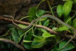 Paradies-Schmuckbaumnatter, Chrysopelea paradisi