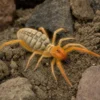 Paragaleodes-Walzenspinne, Paragaleodes sp.