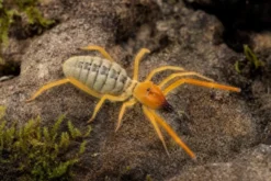 Paragaleodes-Walzenspinne, Paragaleodes sp.