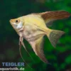 Paraiba Blue Skalar, Pterophyllum scalare Paraiba blue, DNZ