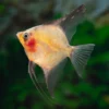 Paraiba Red Skalar, Pterophyllum scalare Paraiba red, DNZ