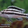 Parallelus-Maulbrüter, Melanochromis parallelus