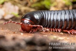 Parilis-Tausendfüßer, Mardonius parilis acuticonus