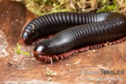 Parilis-Tausendfüßer, Mardonius parilis acuticonus