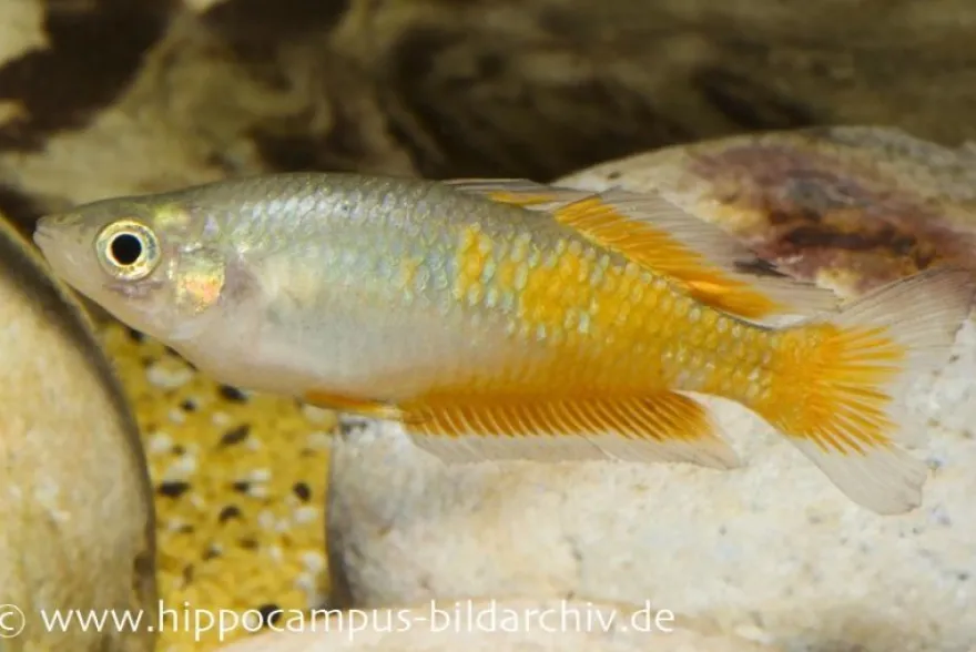 Parkinsons Regenbogenfisch, Melanotaenia parkinsoni
