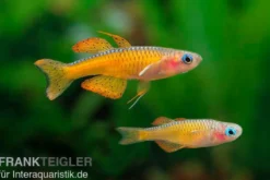 Paskas Blauauge, Pseudomugil paskai "Red Neon"