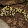 Pastel-Crypton-Königspython, Python regius