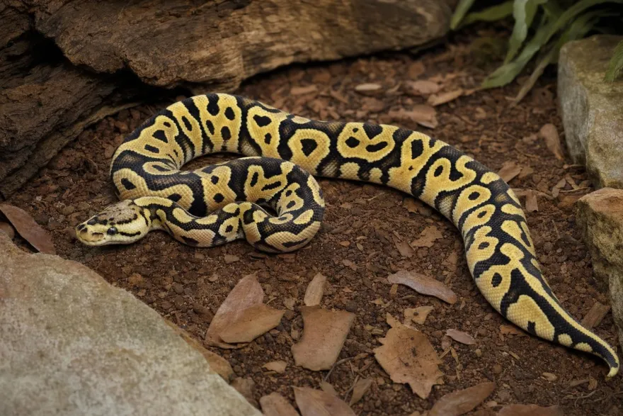 Pastel-Crypton-Königspython, Python regius