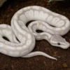 Pastel-Crystal-GHI-Königspython, Python regius