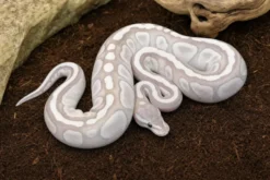 Pastel-Crystal-GHI-Königspython, Python regius