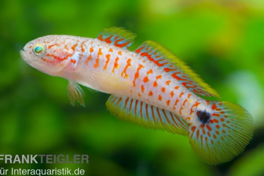 Pastellgrundel, Tateurndina ocellicauda