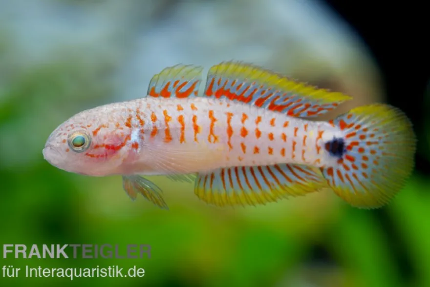 Pastellgrundel, Tateurndina ocellicauda