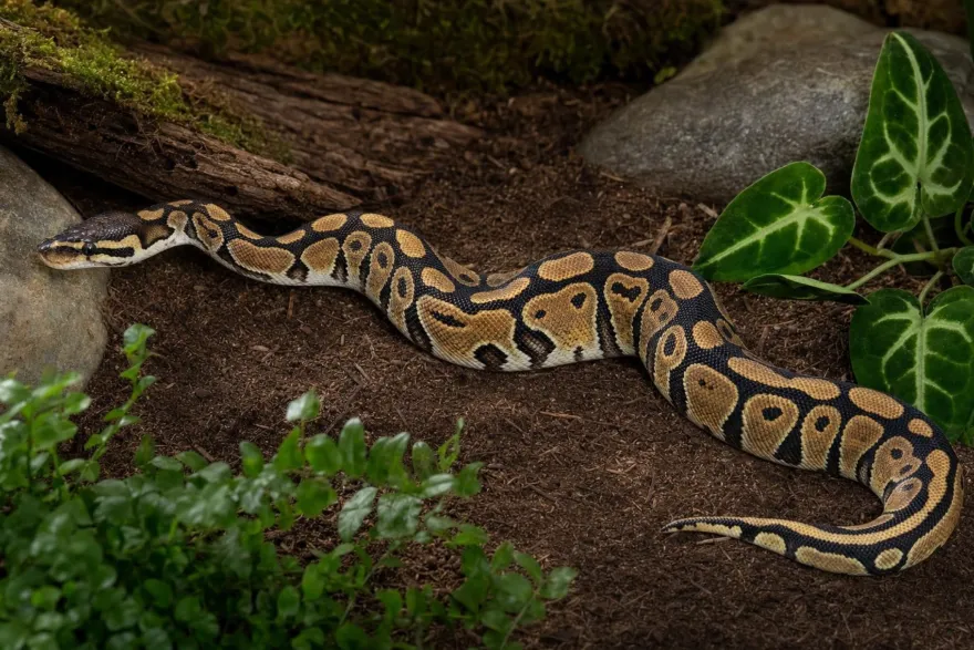 Pastell-Königspython het. Ghost, Python regius