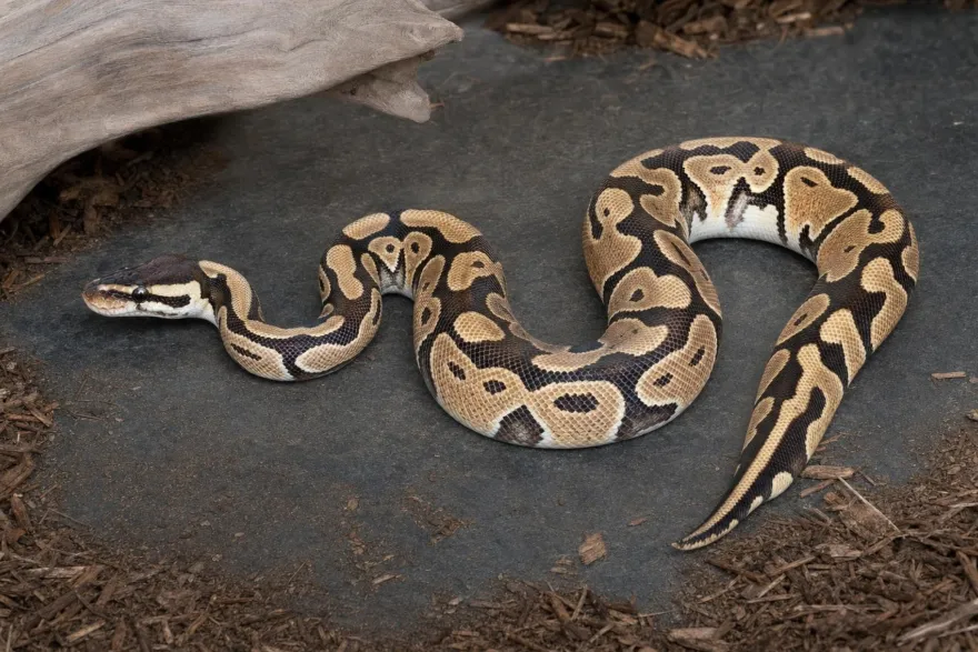 Pastell-Königspython het. Ghost, Python regius