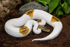 Pastel-Piebald-Königspython, Python regius