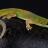 Pasteurs Taggecko, Phelsuma pasteuri