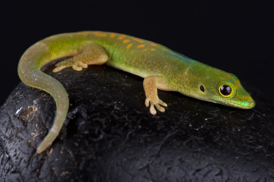 Pasteurs Taggecko, Phelsuma pasteuri