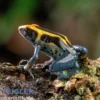 Patricia Färberfrosch, Dendrobates tinctorius Patricia