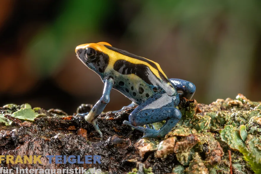 Patricia Färberfrosch, Dendrobates tinctorius Patricia