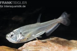 Payara, Hundezahnsalmler, Hydrolycus scomberoides