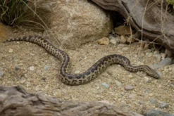Pazifikboa, Candoia paulsoni