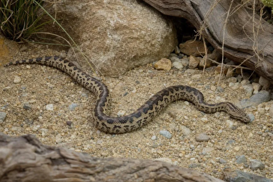 Pazifikboa, Candoia paulsoni