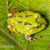 Pazifischer Hornfrosch, Ceratophrys stolzmanni