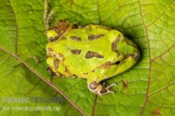 Pazifischer Hornfrosch, Ceratophrys stolzmanni