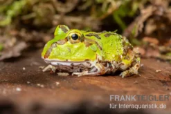 Pazifischer Hornfrosch, Ceratophrys stolzmanni