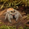 Peach-Königsspringspinne, Phidippus regius