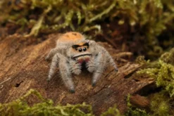Peach-Königsspringspinne, Phidippus regius