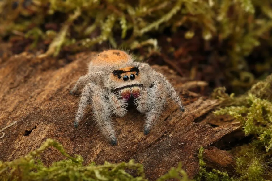 Peach-Königsspringspinne, Phidippus regius