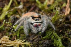 Peach-Königsspringspinne, Phidippus regius