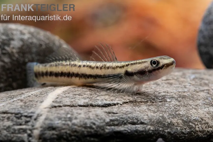 Pelewensis-Grundel, Stiphodon pelewensis
