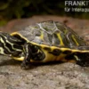 Penisula-Schmuckschildkröte, Pseudemys peninsularis