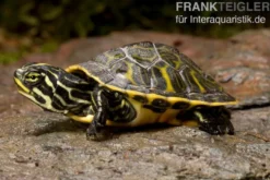 Penisula-Schmuckschildkröte, Pseudemys peninsularis