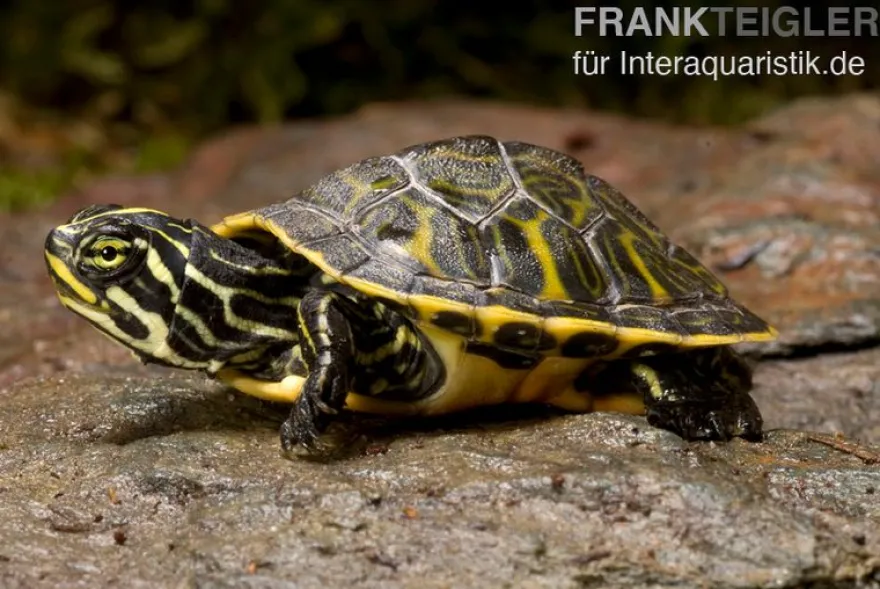 Penisula-Schmuckschildkröte, Pseudemys peninsularis