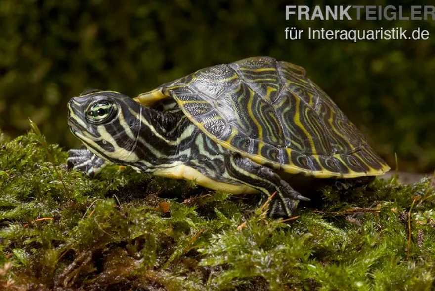 Penisula-Schmuckschildkröte, Pseudemys peninsularis