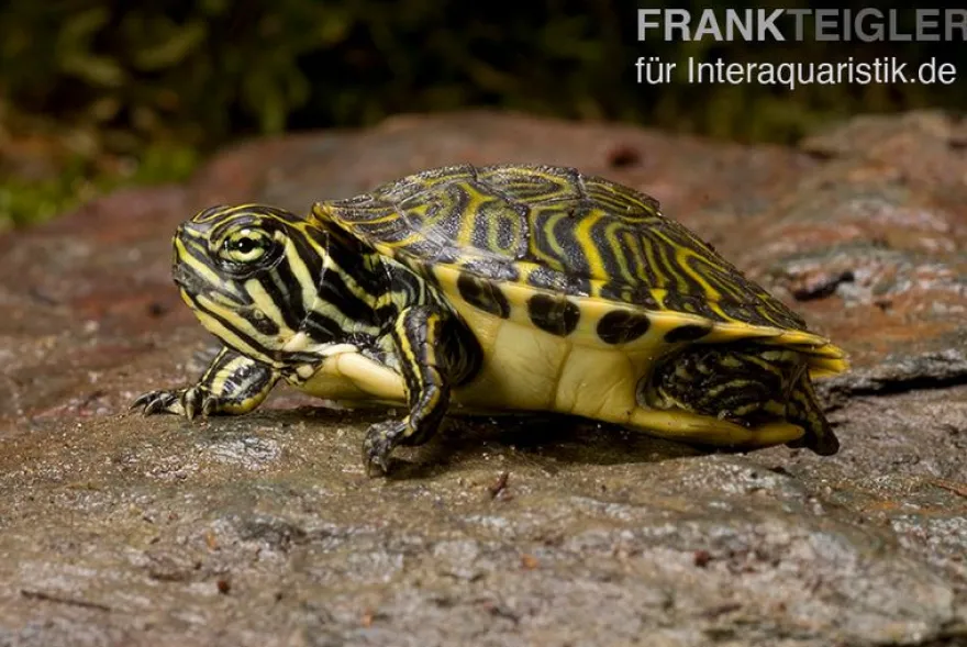 Penisula-Schmuckschildkröte, Pseudemys peninsularis