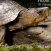 Pennsylvania-Klappschildkröte, Kinosternon subrubrum