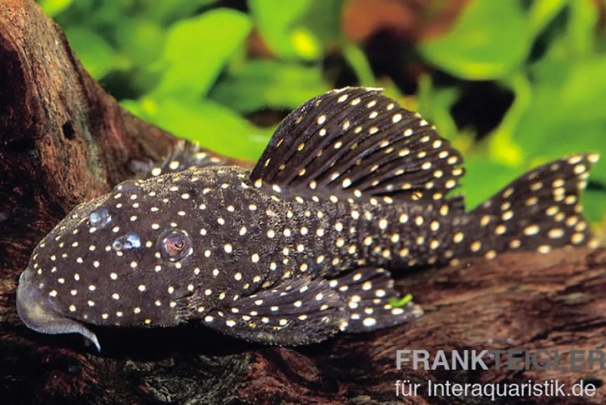 Peppermint Harnischwels, Parancistrus sp. Peppermint, L30/L16/L315, 10-12 cm