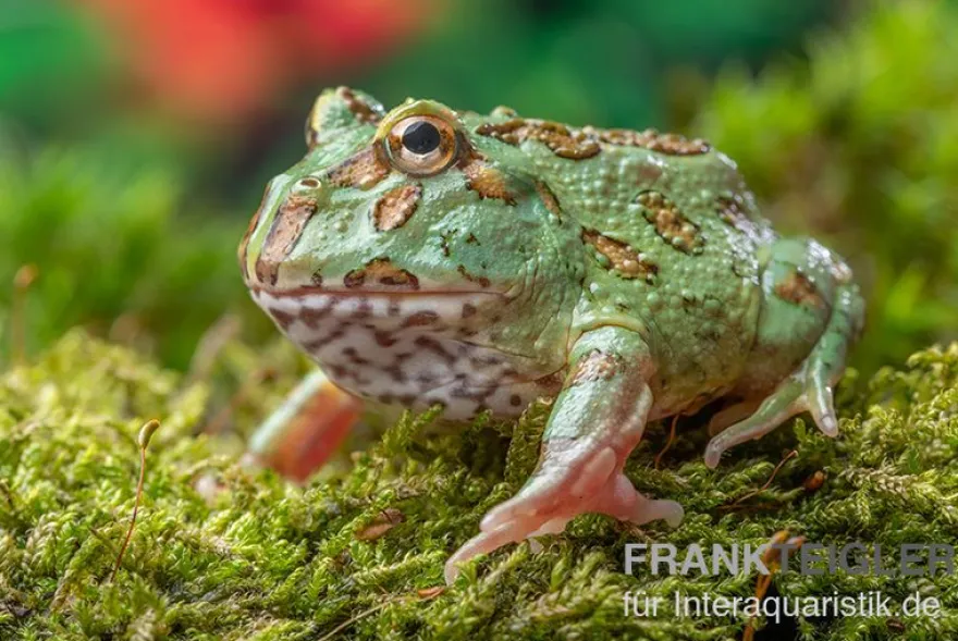 Peppermint-Pacman-Frog, Ceratophrys cranwelli peppermint