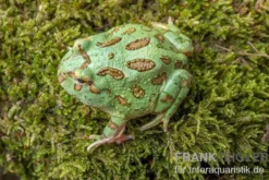 Peppermint-Pacman-Frog, Ceratophrys cranwelli peppermint